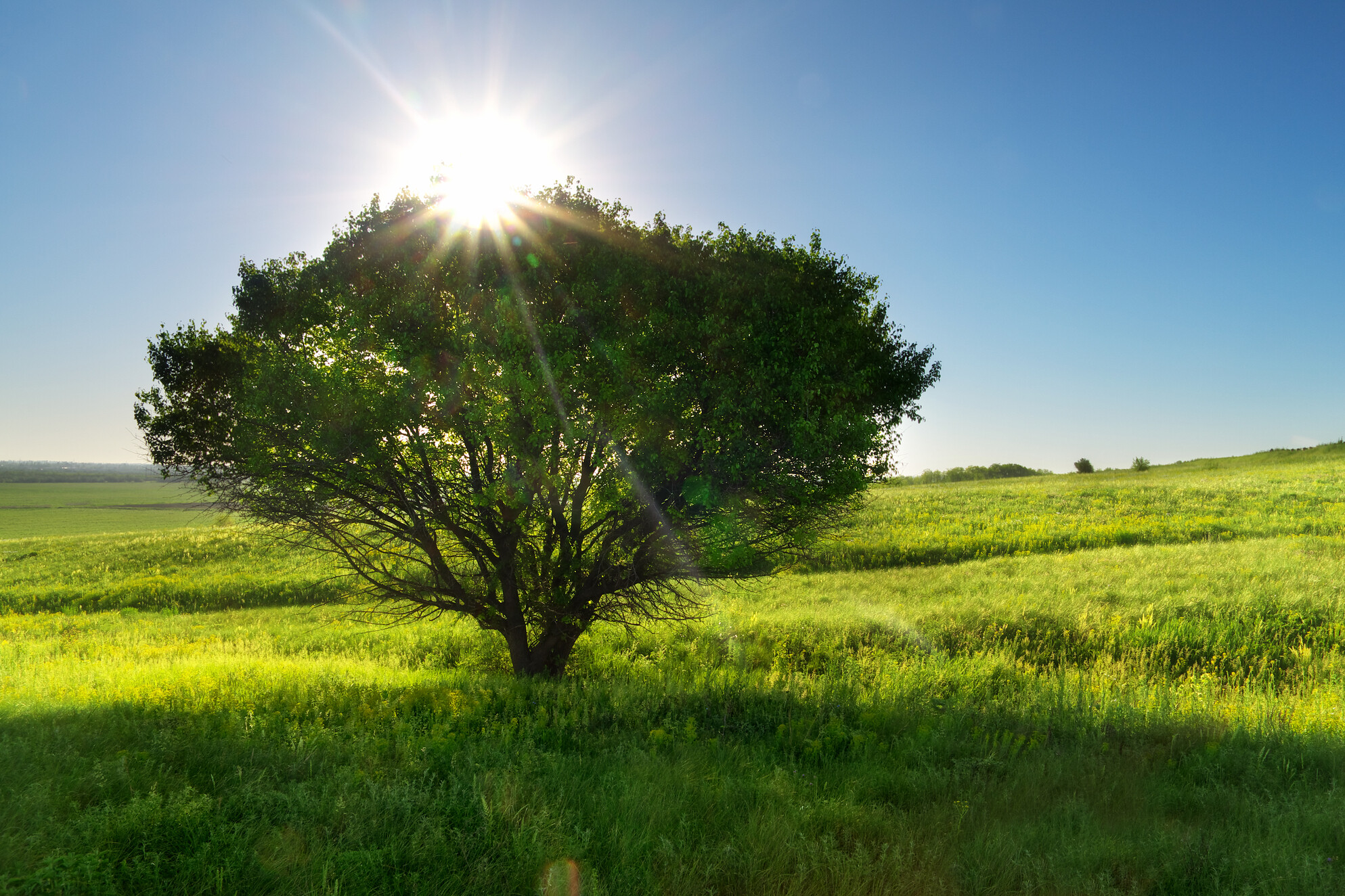 Tree in Grassy Field On Sunny Day