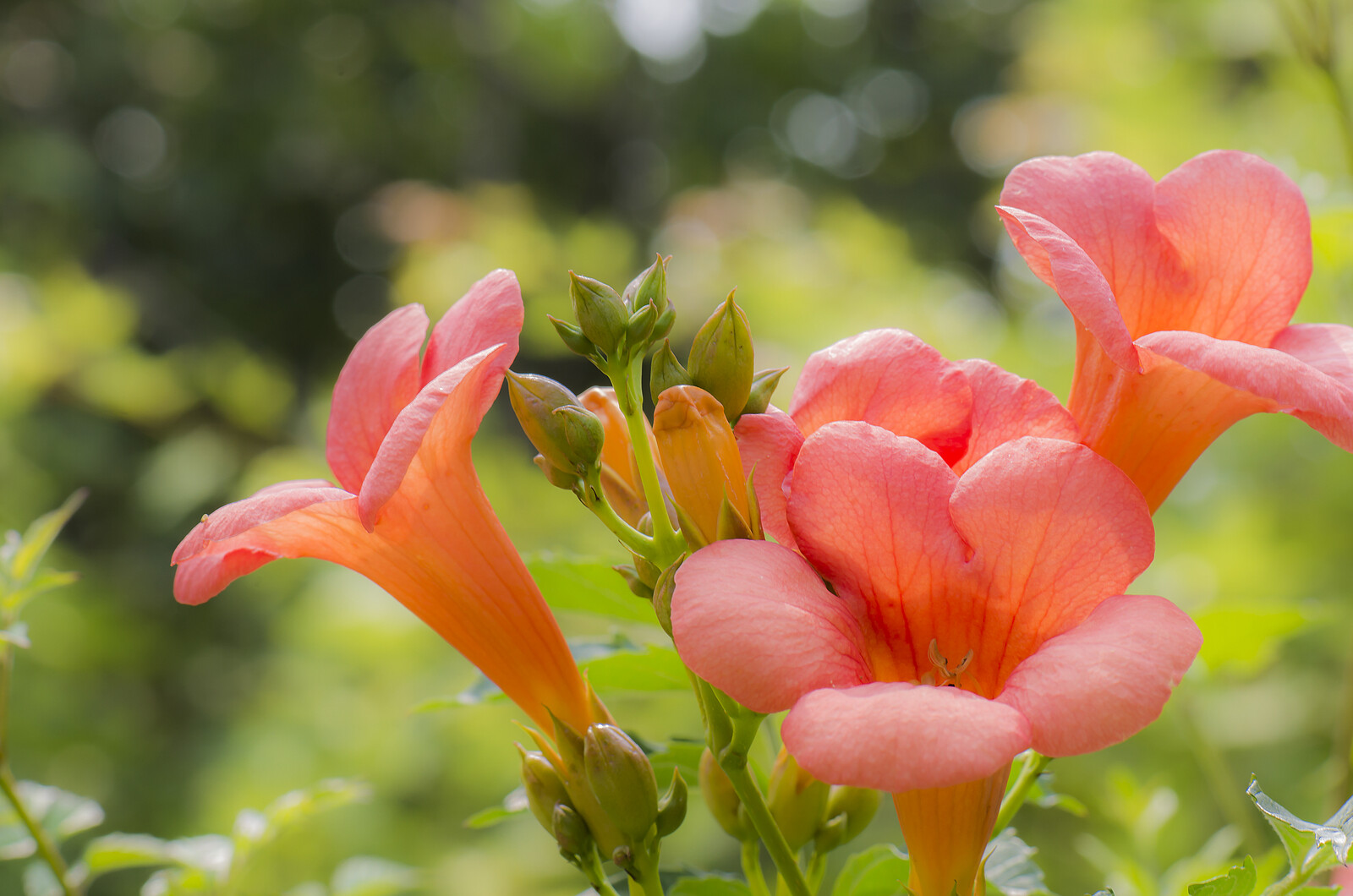 Chinese Trumpet Flowers in a Garden
